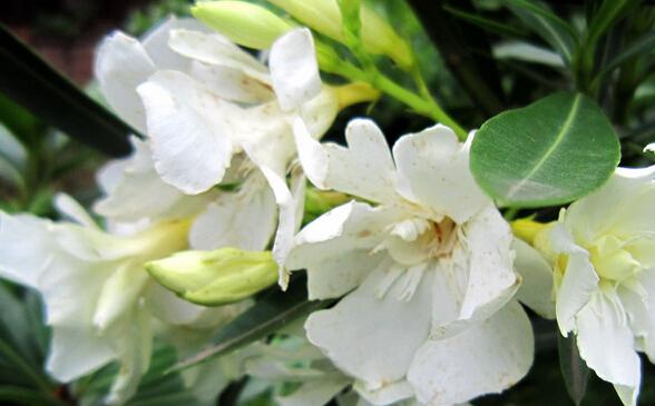 栀子花种植方法