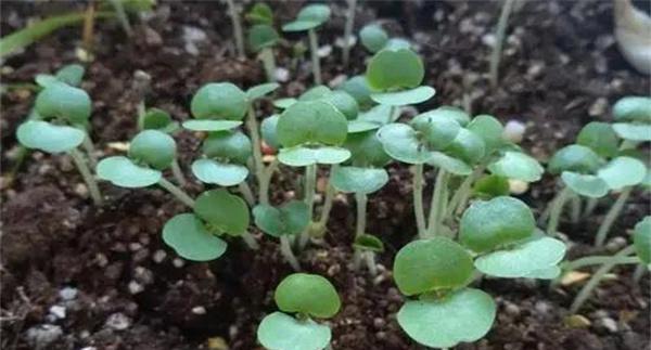 畦地生产紫苏芽苗菜