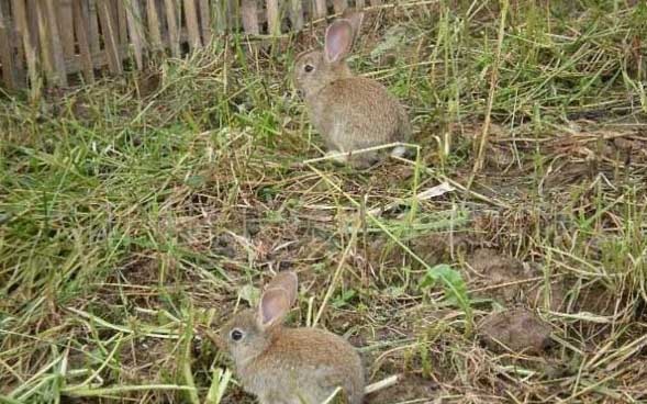 野兔饲养方法