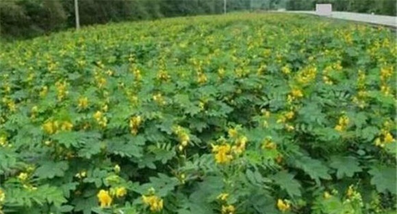 决明种植管理方法与步骤 决明子种植技术