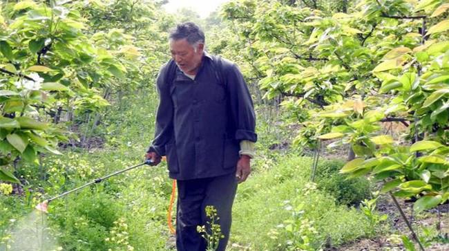 草铵膦喷洒后多长时间下雨有效