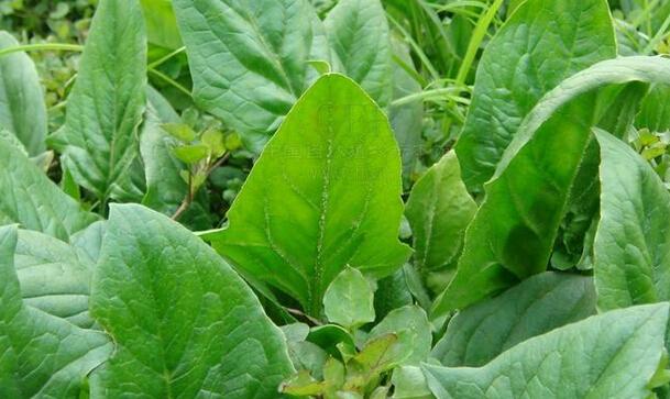 菠菜子的功效与作用 菠菜子的药用价值