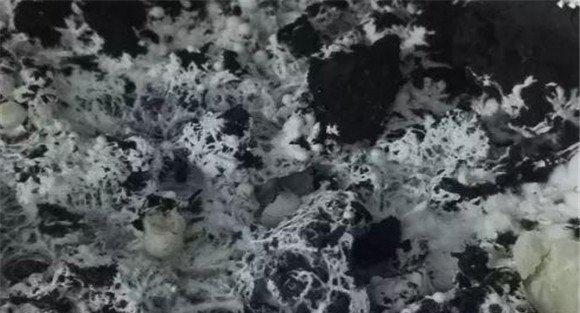 双孢菇病害的防治技术