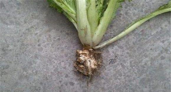 大白菜根肿病防治