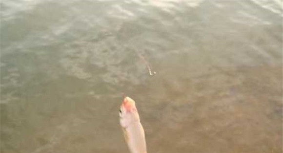 怎样钓圆吻鲴 圆吻鲴的三种钓法