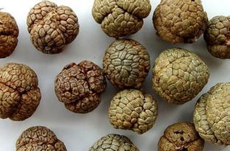 草果的功效与作用