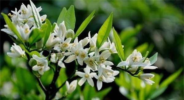柑橘花期是什么时候