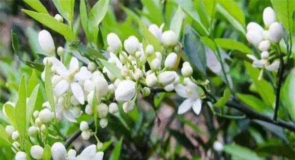 柑橘花期如何管理