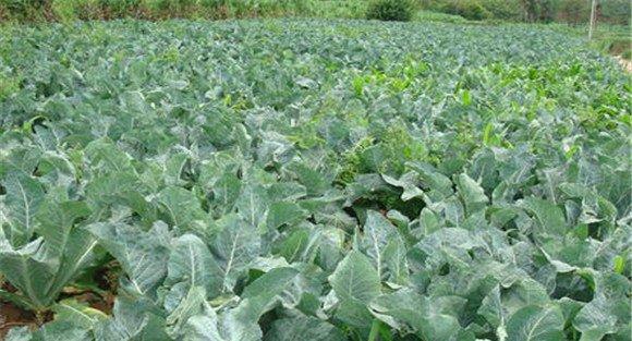 花椰菜施什么肥好
