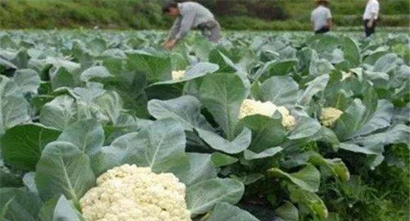 花椰菜的施肥技术要点
