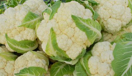 花椰菜施肥技术