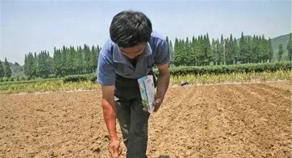 玉米种子每亩用多少斤
