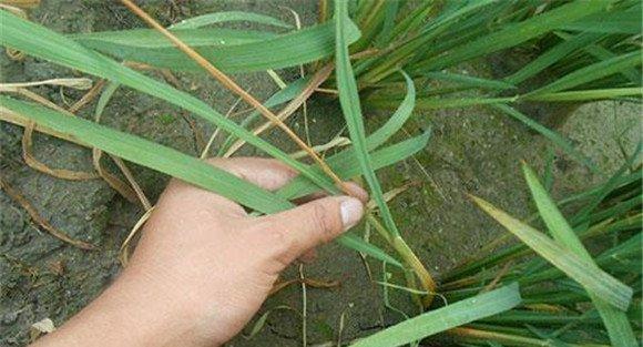 水稻二化螟防治技术