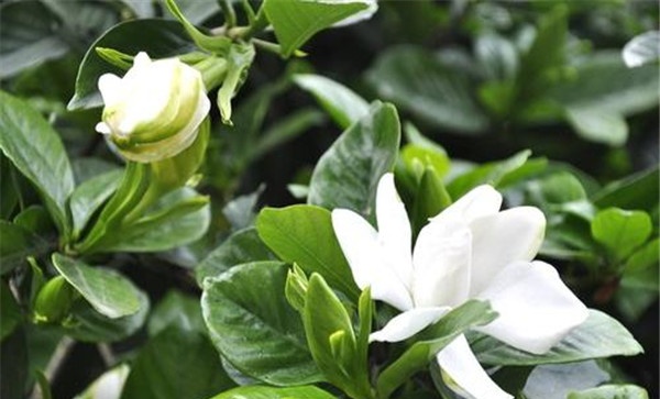 盆栽栀子花对盆土的要求