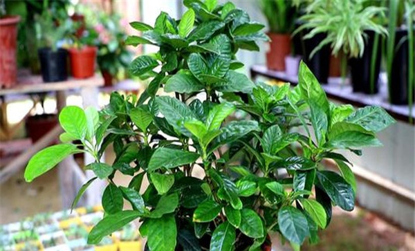 栀子花盆栽的施肥方法