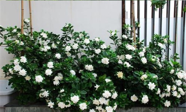 盆栽栀子花的光照控制
