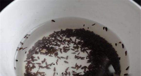 热水烫种