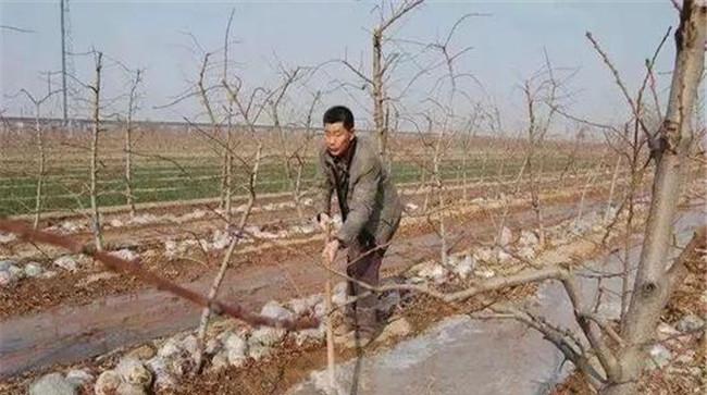 葡萄的冬灌灌水量