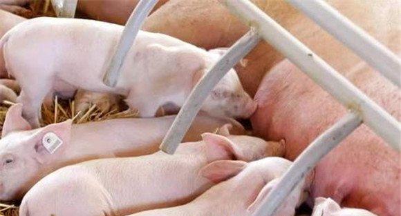 寄养仔猪注意事项