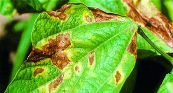 菜豆菌核病发病原因
