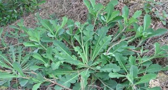苦荬菜的种植方法
