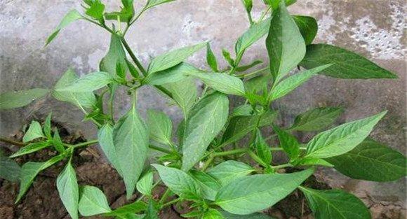 杭椒种植时间是什么时候