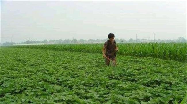 红薯打什么叶面肥增产