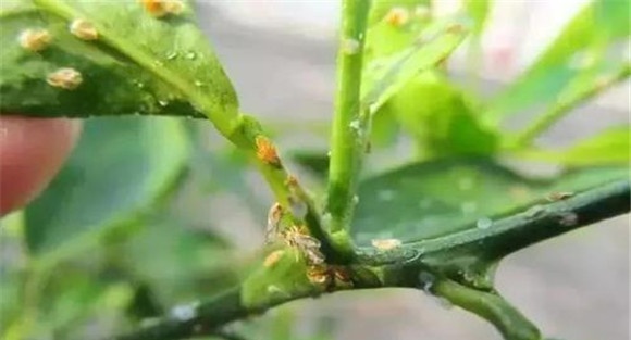 红蜘蛛的药剂防治方法