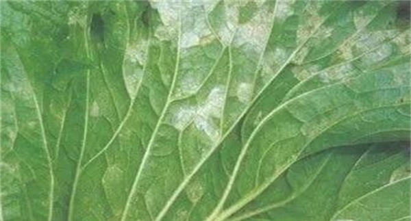 十字花科蔬菜霜霉病的流行规律