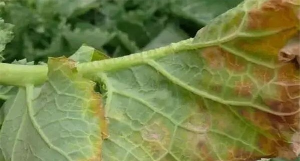 十字花科蔬菜霜霉病的防控方法