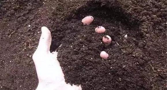 今后生物有机复合肥料的发展方向