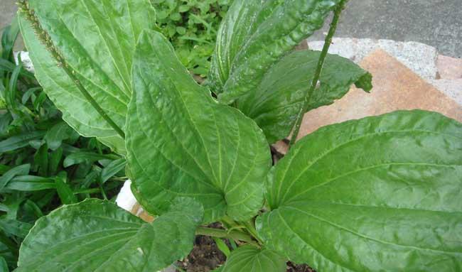 车前草种植技术