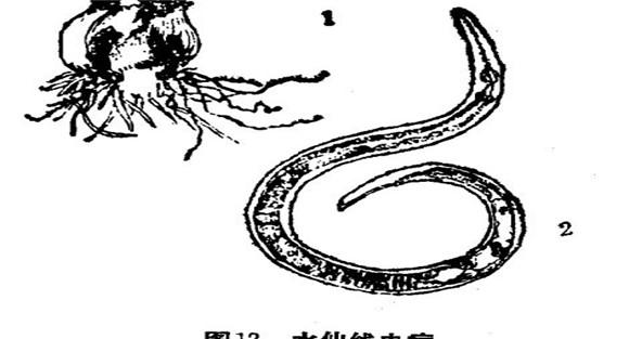 如何防治水仙线虫病？
