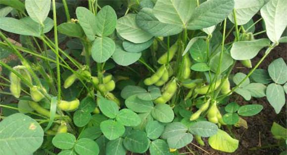 大豆需肥特点