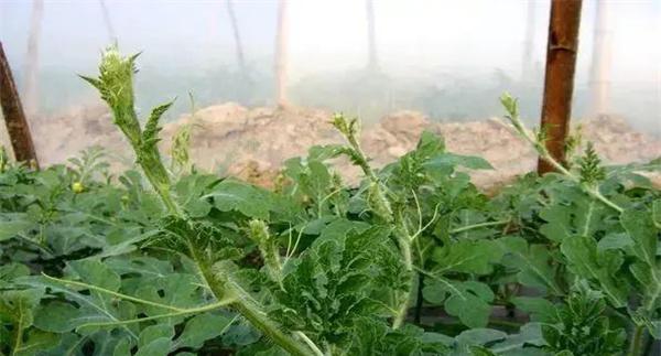 西瓜藤徒长能否用多效唑控制