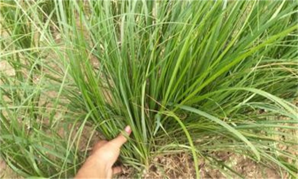 知母的虫害