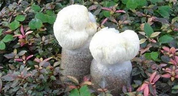 猴头菇菌丝体生长阶段的管理