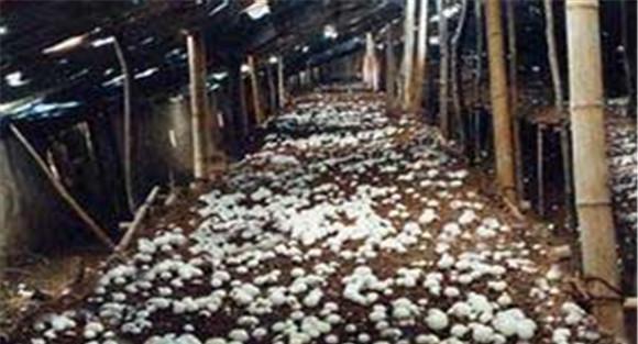用秸秆栽培双孢菇的方法与步骤