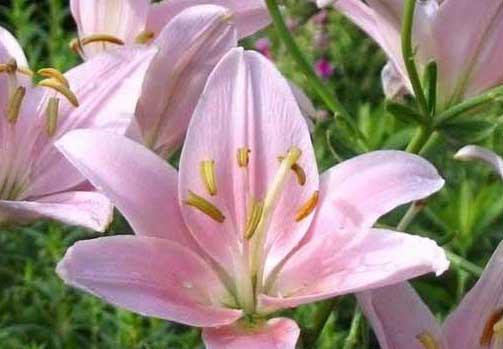 百合花种植方法