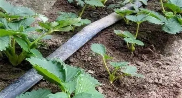 草莓怎样合理浇水