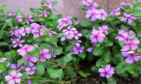 长春花如何施肥