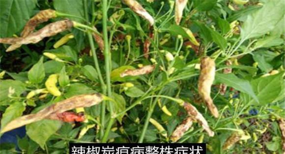辣椒炭疽病的症状