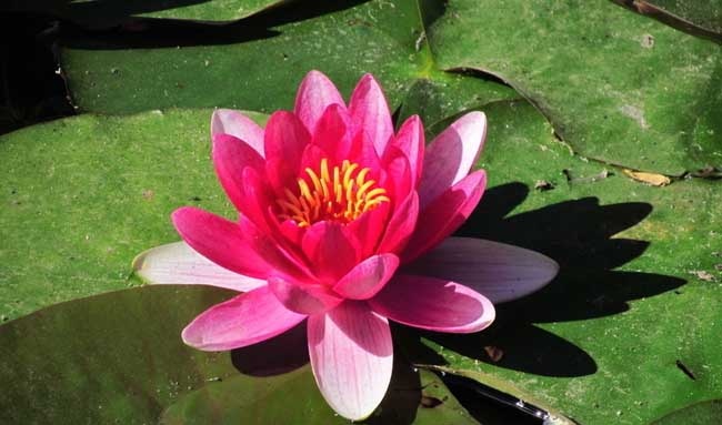 花卉的养殖方法