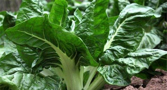 牛皮菜的生物学特性