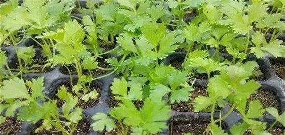 夏季西芹怎么种植