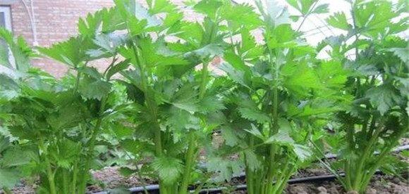 夏季西芹高产栽培技术
