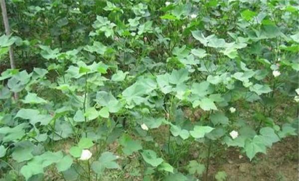 棉花栽培要一次播种保全苗