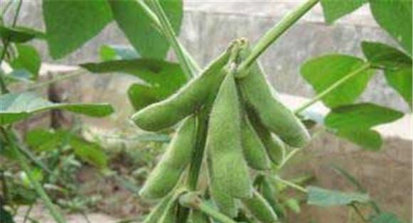 大豆种植问题