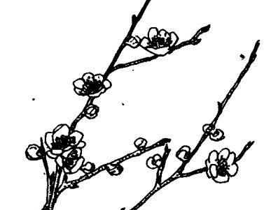 白梅花的功效与作用