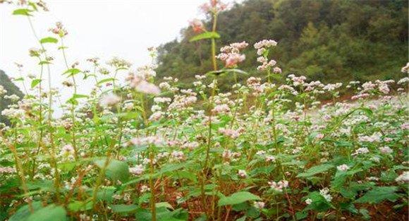 荞麦种植时间